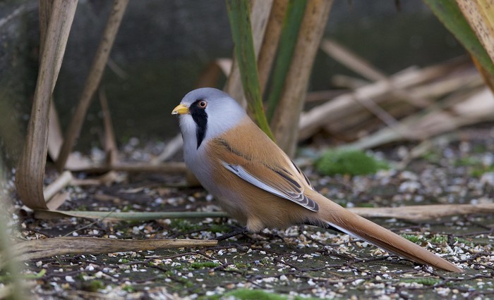 Bearded Tit