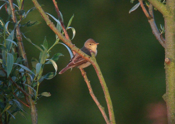 Melodious Warbler