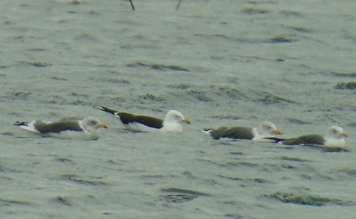 Baltic Gull