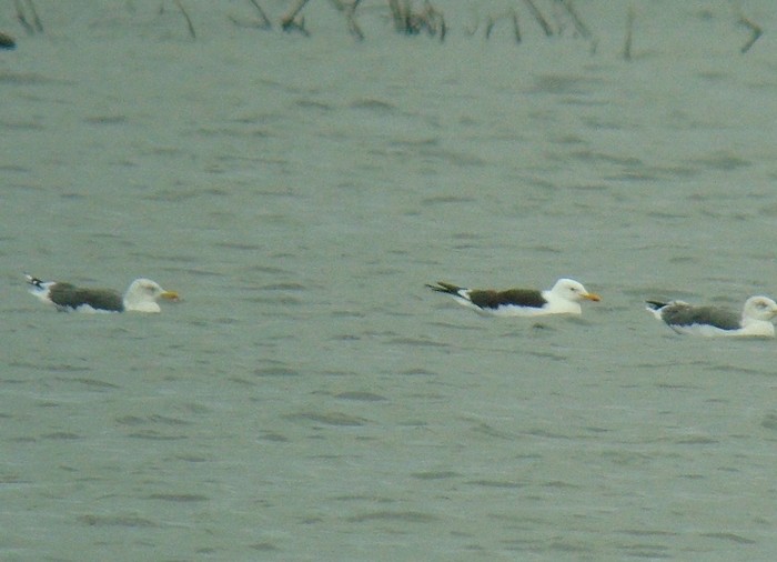 Baltic Gull