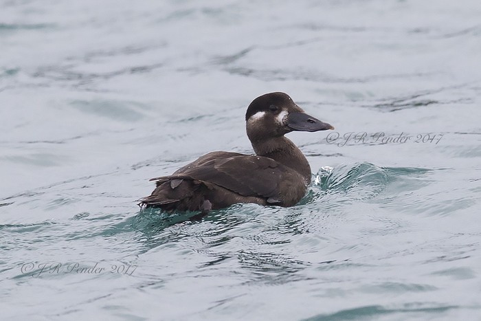 Surf Scoter