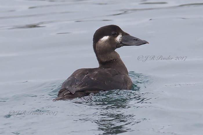 Surf Scoter