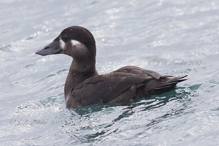 Surf Scoter