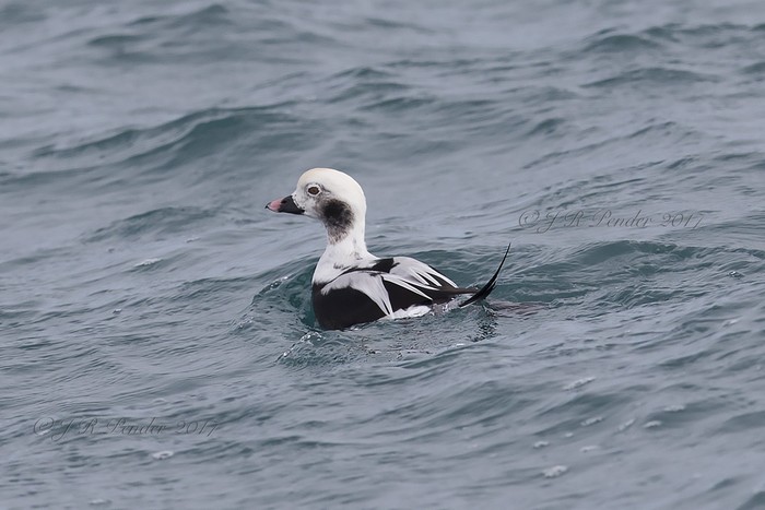 Long-tailed Duck