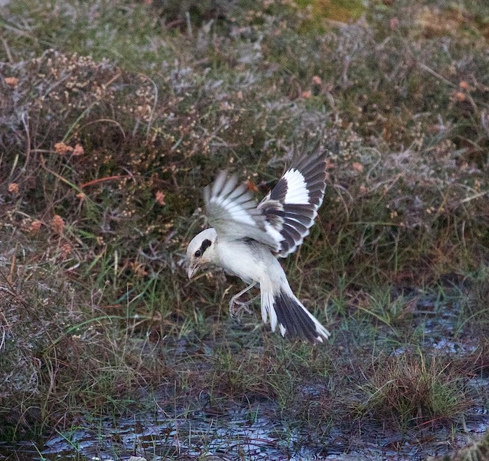 Steppe Grey Shrike