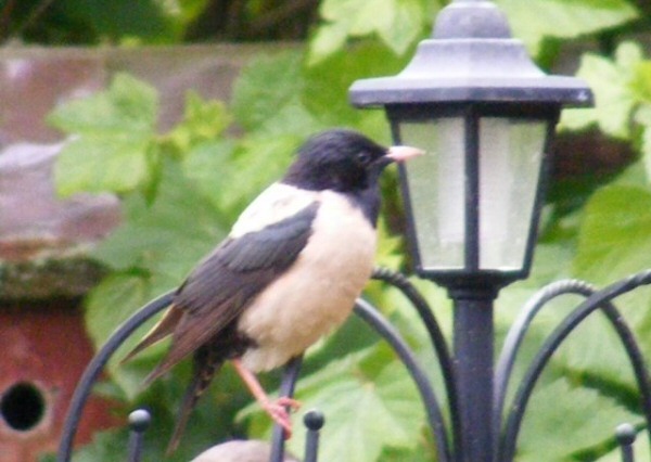 Rose-coloured Starling