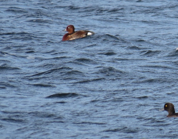 Ferruginous Duck