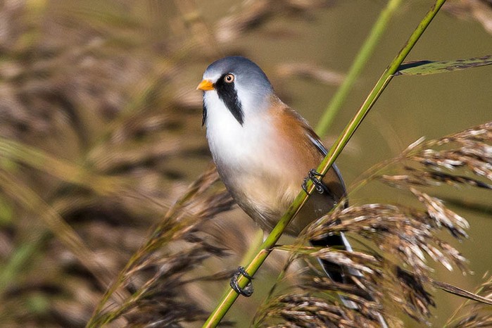 Bearded Tit
