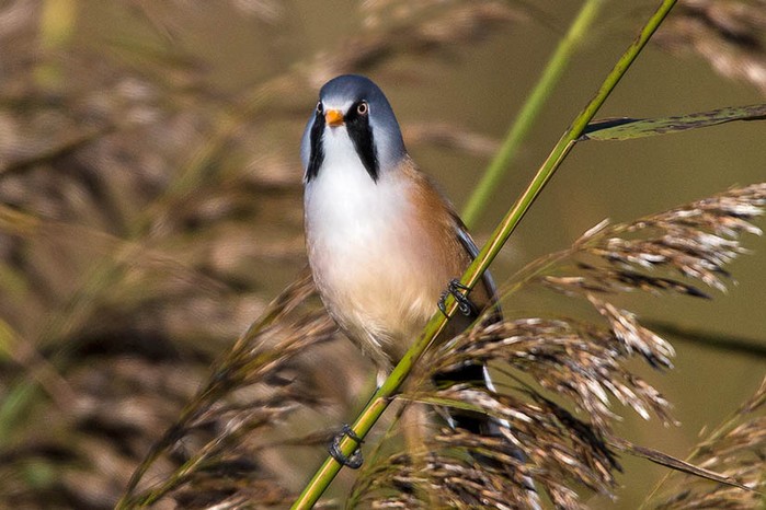 Bearded Tit