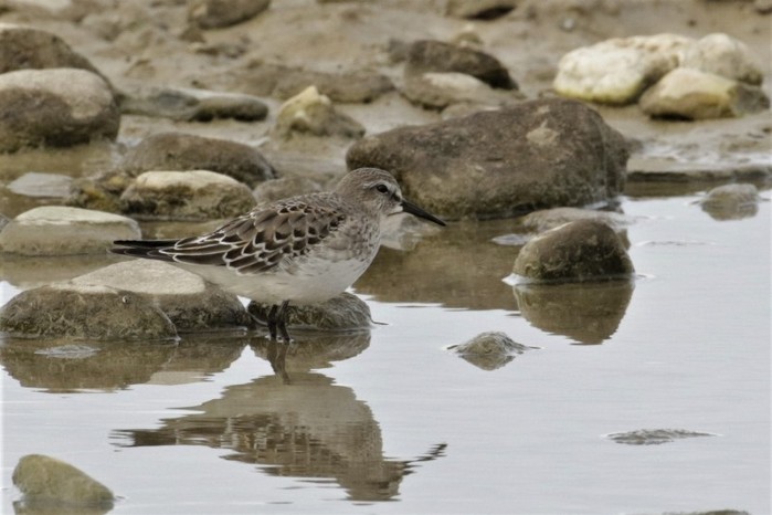 White-rumped Sandpiper