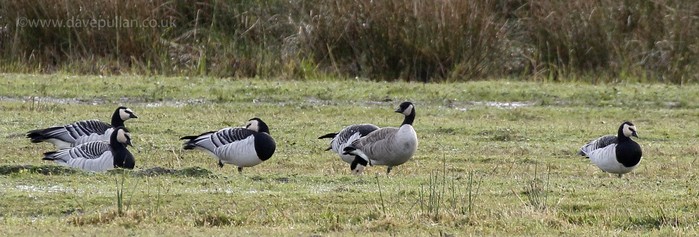 Richardson's Cackling Goose