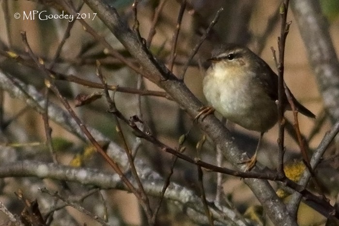 Dusky Warbler