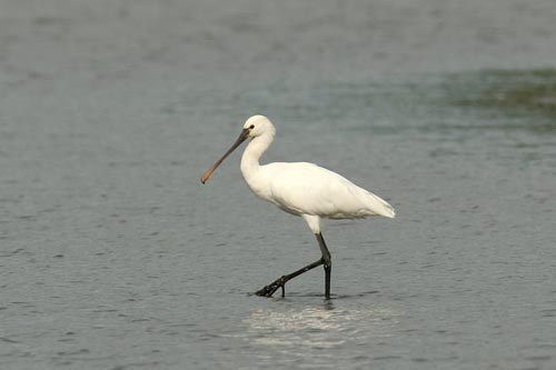 Spoonbill