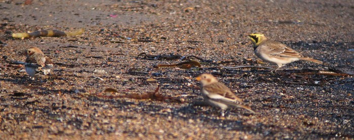 Shorelark