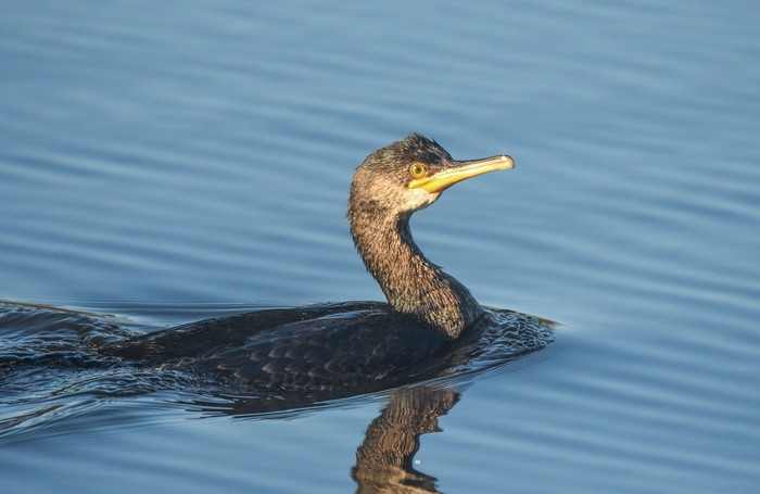 Shag