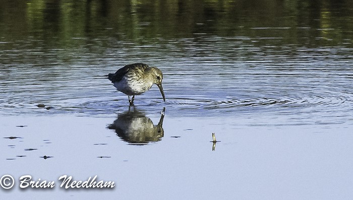 Curlew Sandpiper