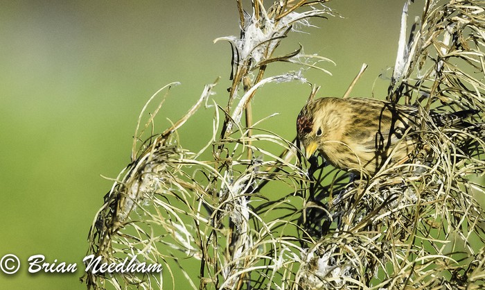 Common Redpoll