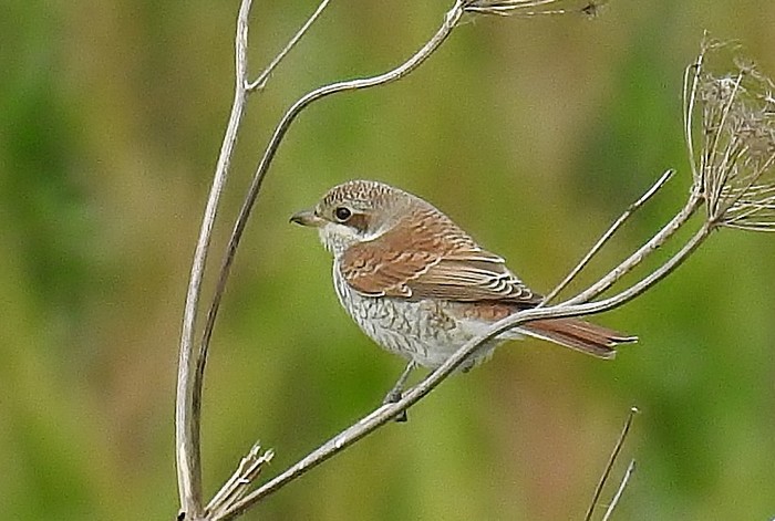 Red-backed Shrike