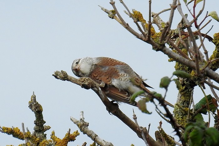 Red-backed Shrike