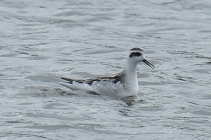 Red-necked Phalarope