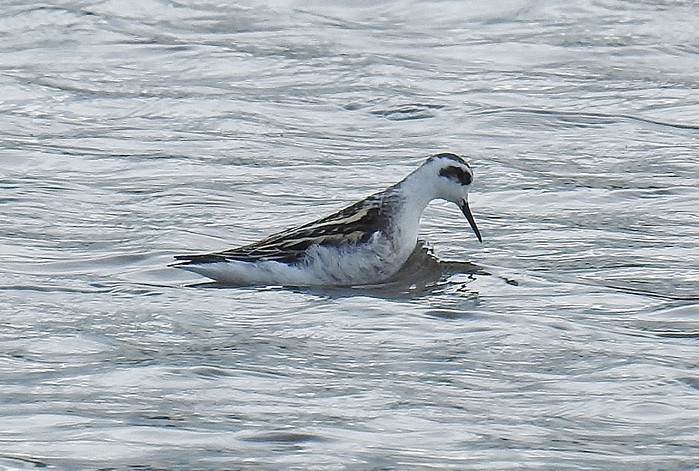 Red-necked Phalarope