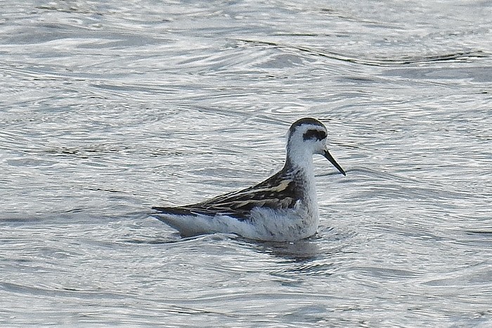Red-necked Phalarope