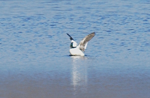 Bufflehead