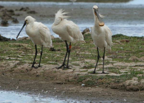 Spoonbill