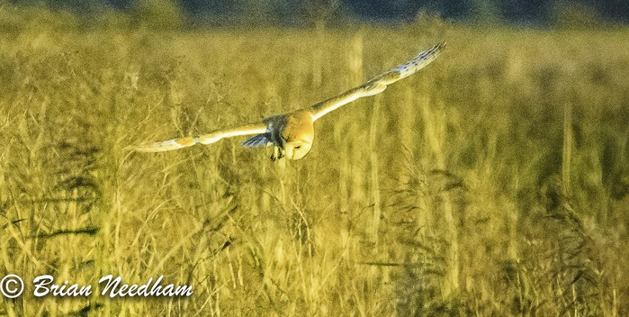 Barn Owl