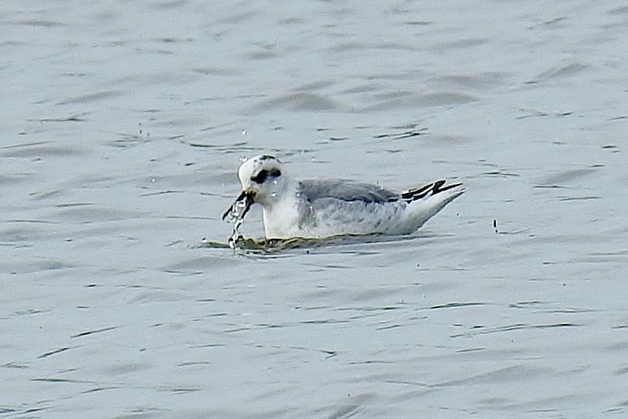 Grey Phalarope