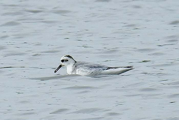 Grey Phalarope