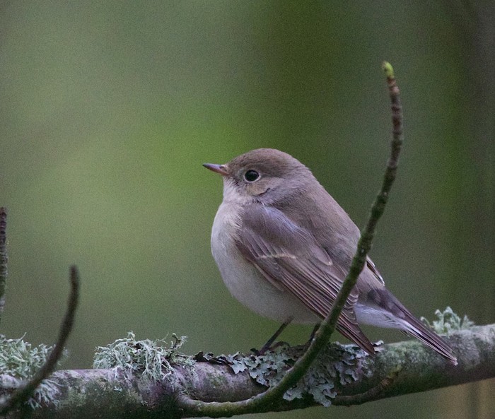 Red-breasted Flycatcher
