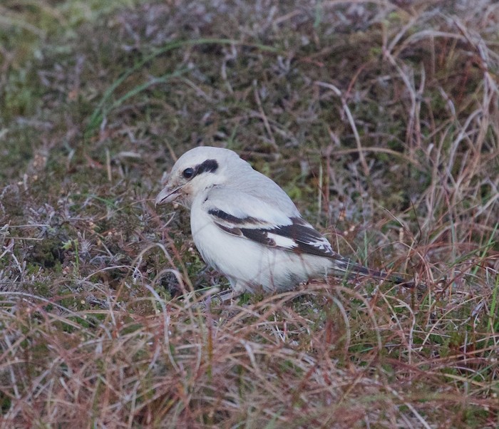 Steppe Grey Shrike