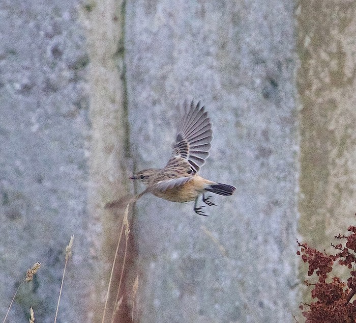 Siberian Stonechat