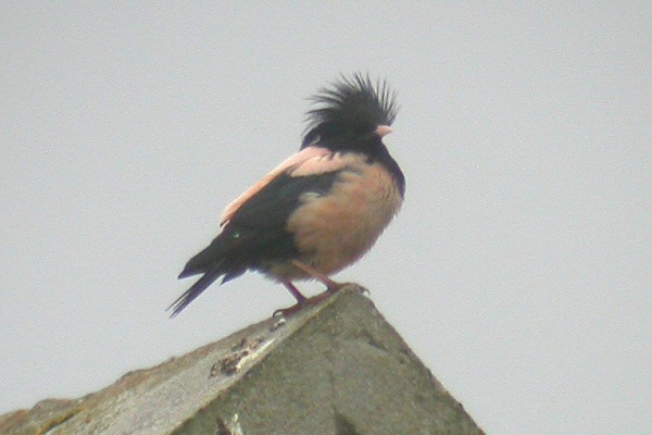 Rose-coloured Starling