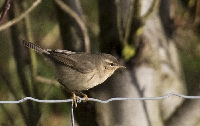 Dusky Warbler