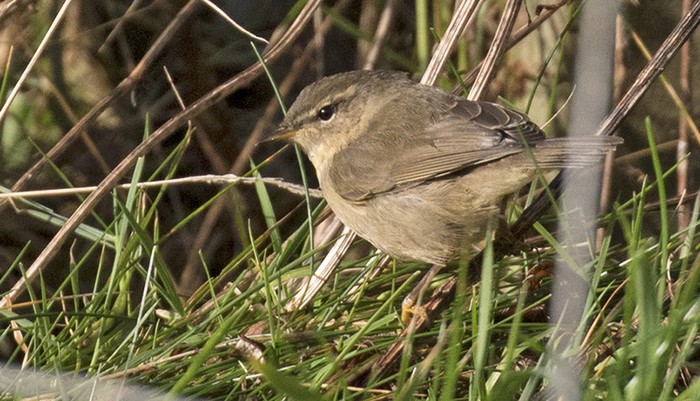 Dusky Warbler