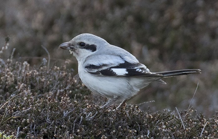 Steppe Grey Shrike