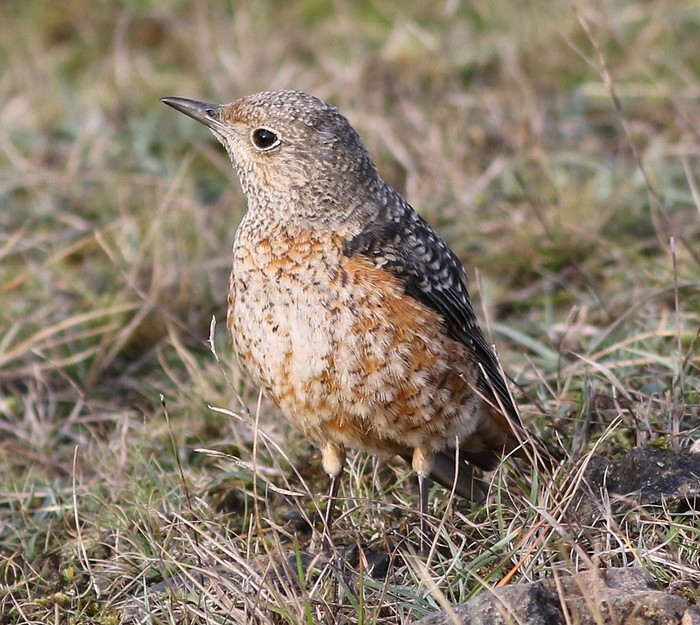 Rock Thrush