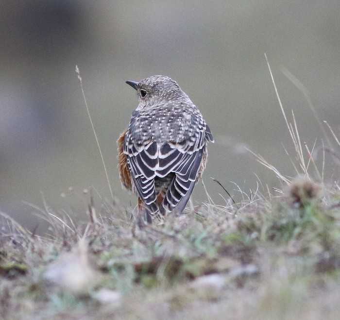Rock Thrush