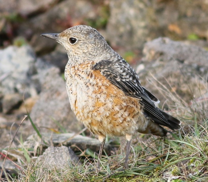 Rock Thrush