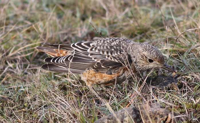 Rock Thrush