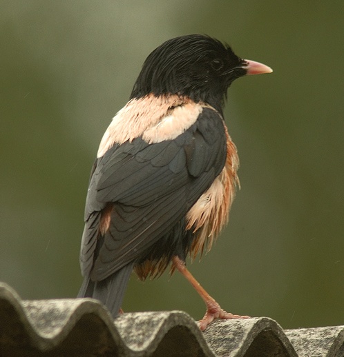 Rose-coloured Starling