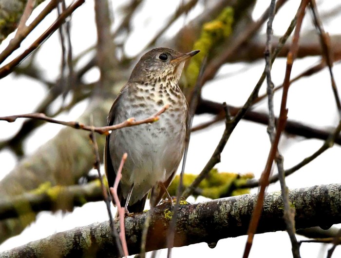 Grey-cheeked Thrush