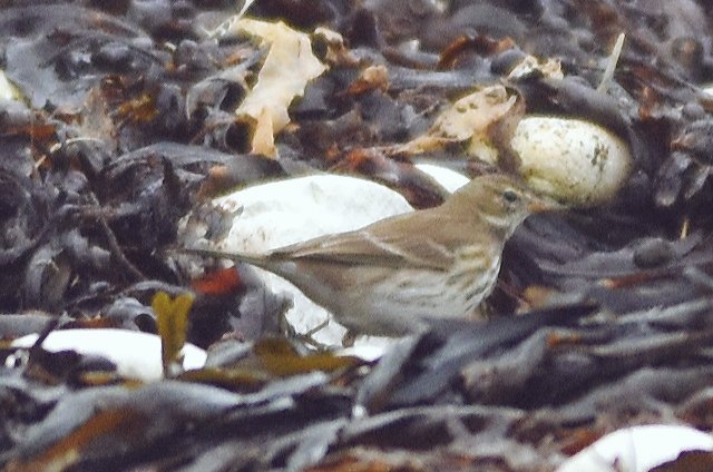 Water Pipit