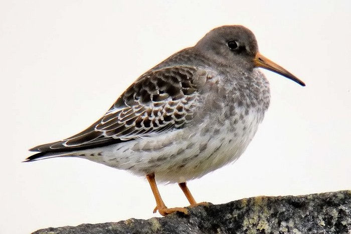 Purple Sandpiper