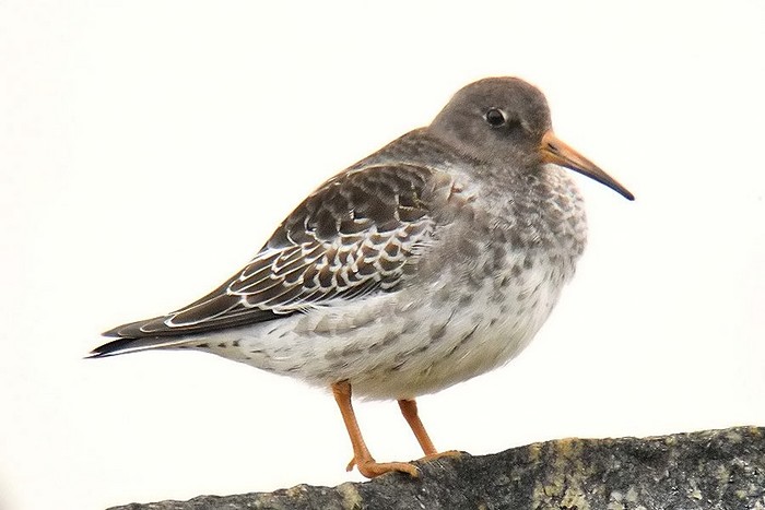 Purple Sandpiper