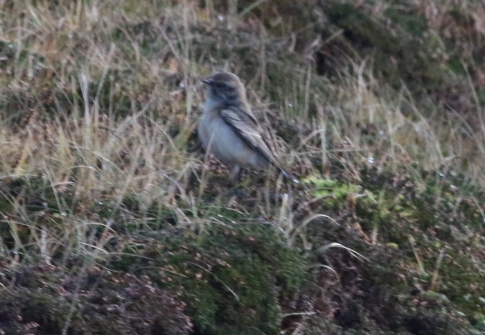 Pied Wheatear