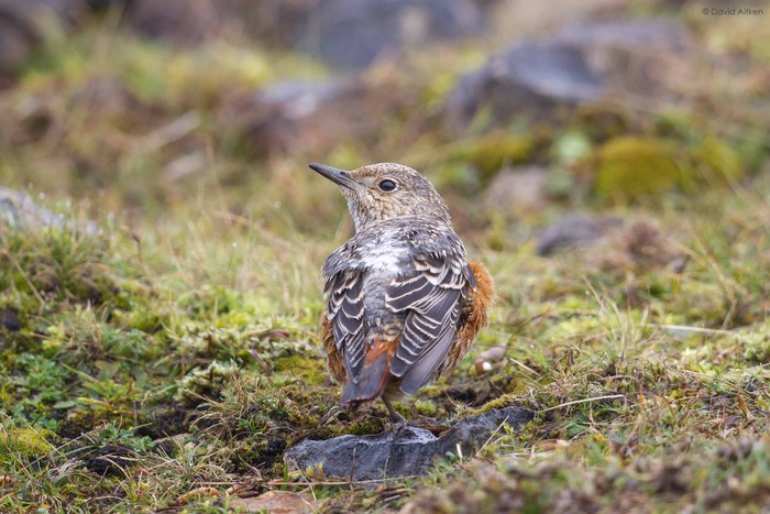 Rock Thrush
