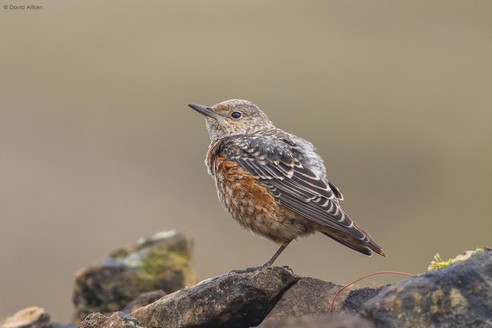Rock Thrush